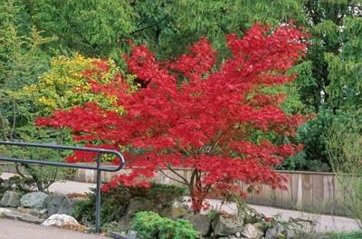 kapea tila puutarhassa punaiset lehdet puiden latvoissa