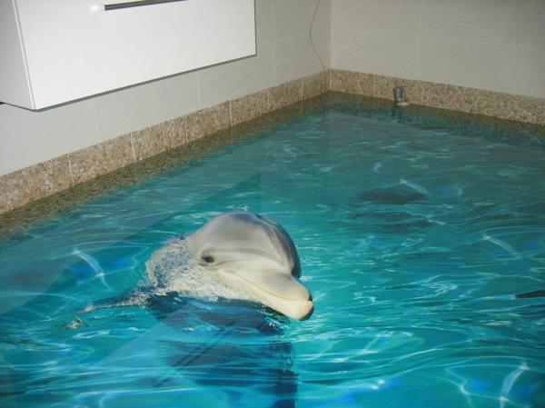 epoksihartsilattia huono delfin