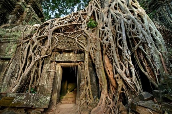 maa ja ihmisluonto kuvat Kambodža angkor puun juuret