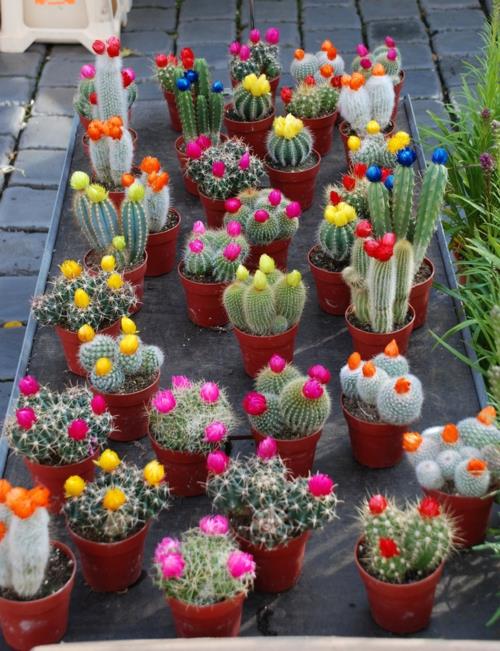onnistunut-puutarha-suunnittelu-punainen-kasvi-tyyppi-kaktukset
