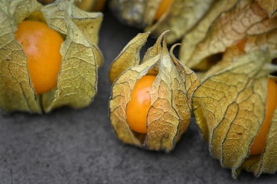 syötävä Physalis -kasvi
