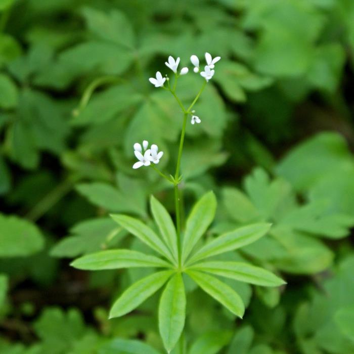 syötävät luonnonvaraiset yrtit waldmeister