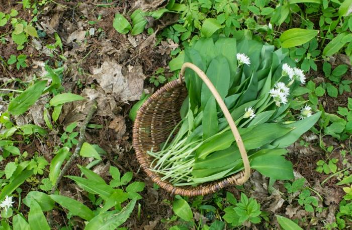 syötävät luonnonvaraiset yrtit waldmeister