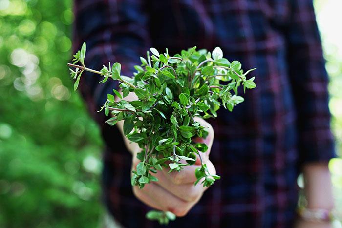 syötävät luonnonvaraiset kasvit valkosipuli