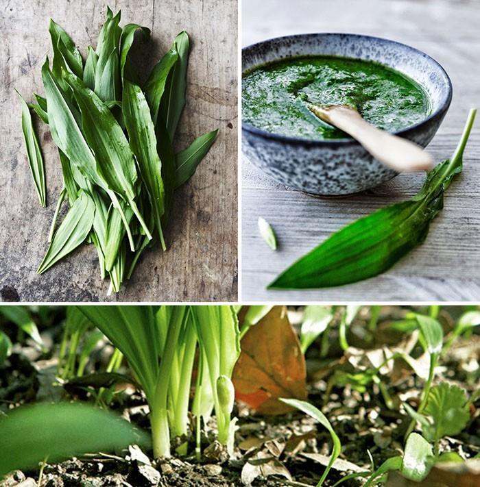 syötävät luonnonvaraiset valkosipulikasvit