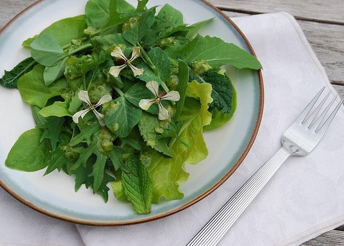 syötävät luonnonvaraiset kasvit tuore salaattivaahtera