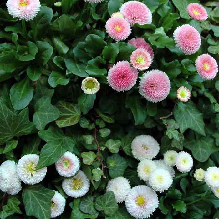 syötävät luonnonvaraiset kasvit tuore salaatti gaensebluemchen valkoinen