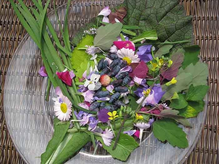 syötävät luonnonvaraiset kasvit tuoreet salaatit puutarhakukat