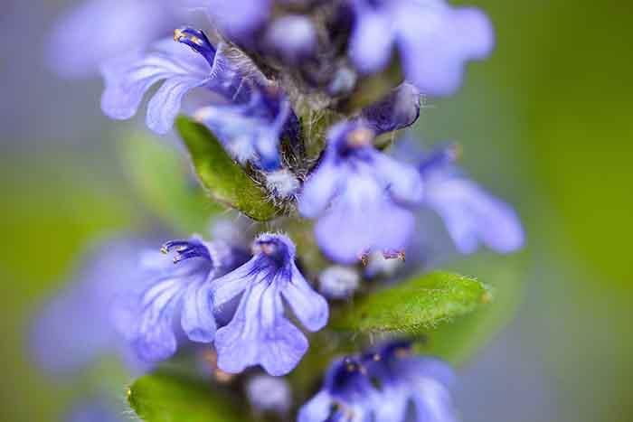 syötävät luonnonvaraiset kasvit guensel