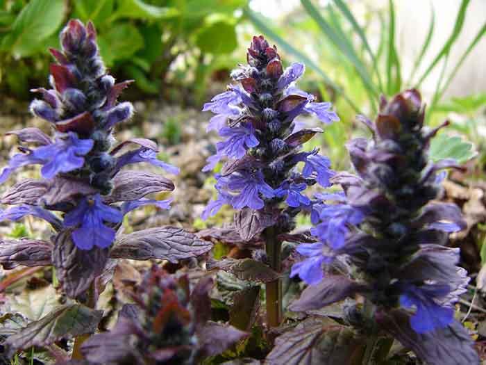 syötävät luonnonvaraiset kasvit tuore salaatti guensel