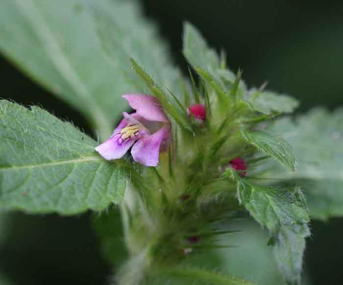 syötävät luonnonvaraiset kasvit tuore salaatti ontto hammaskukka