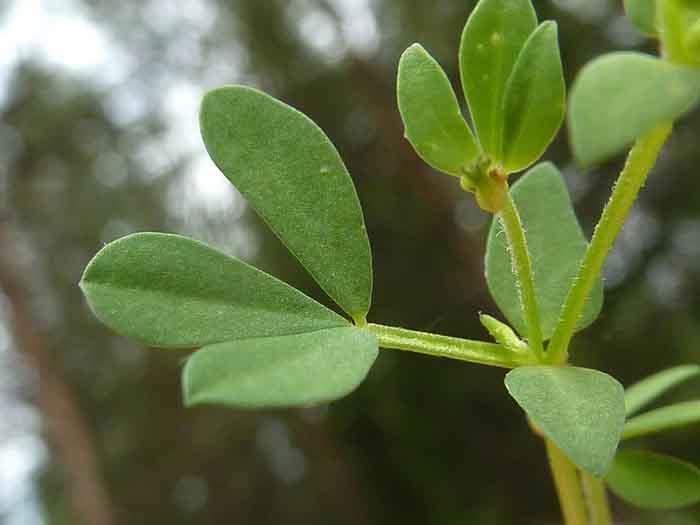 syötävät luonnonvaraiset kasvit tuore salaatti sarvi apila lehti