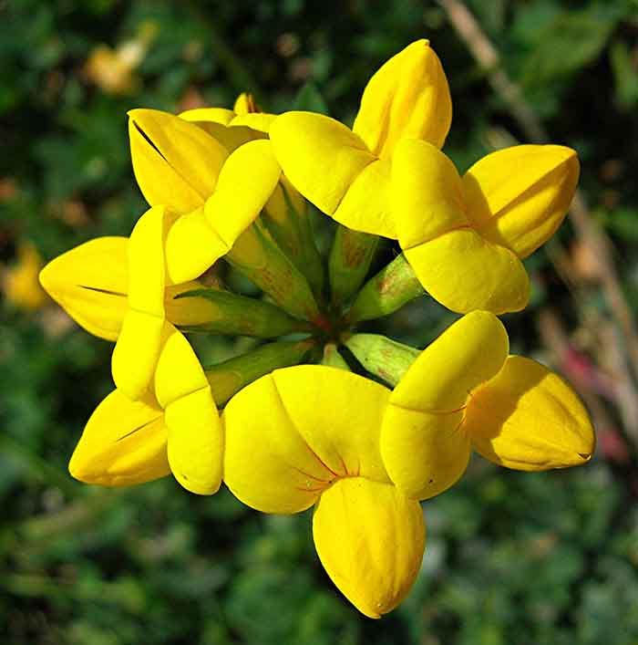 syötävät luonnonvaraiset kasvit tuore salaatti sarvi apila kukka