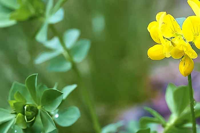 syötävät luonnonvaraiset kasvit tuore salaattisarvi apila