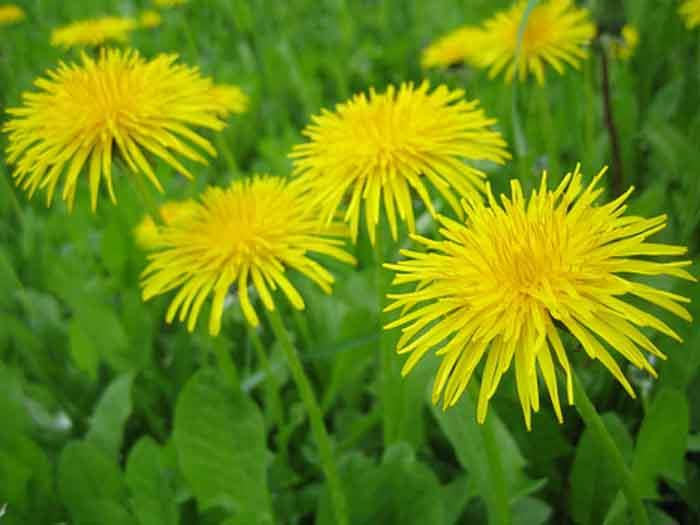 syötävät luonnonvaraiset kasvit tuore salaatti voikukka