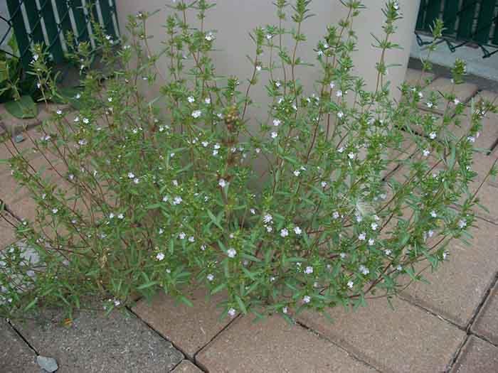 syötävä villi timjami