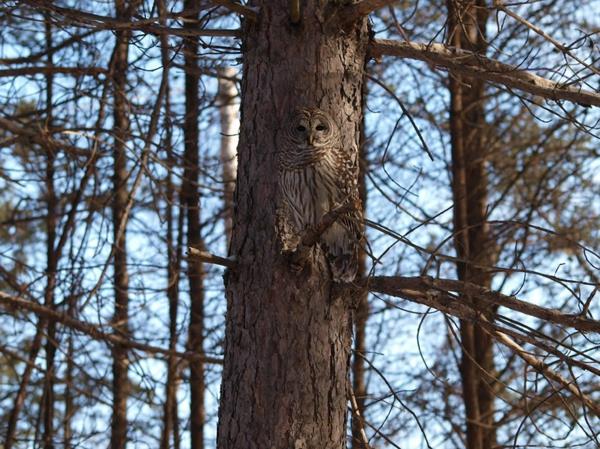 Pöllö uskomattoman piilotettu puu