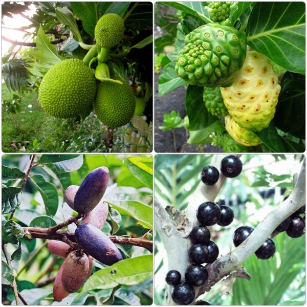 eksoottiset puut eksoottiset hedelmät luettelevat erilaisia ​​lajeja