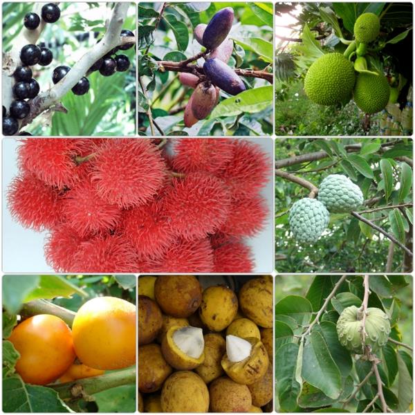 eksoottisten puiden luettelo eksoottisista hedelmistä
