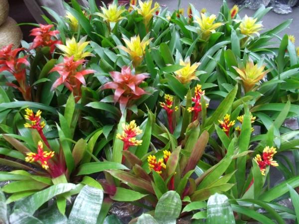 eksoottinen sisustus trooppisilla kasveilla kaunis värivalikoima