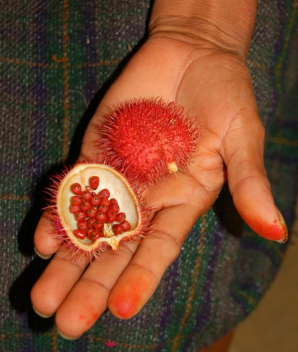 eksoottisia hedelmiä annatto achiote