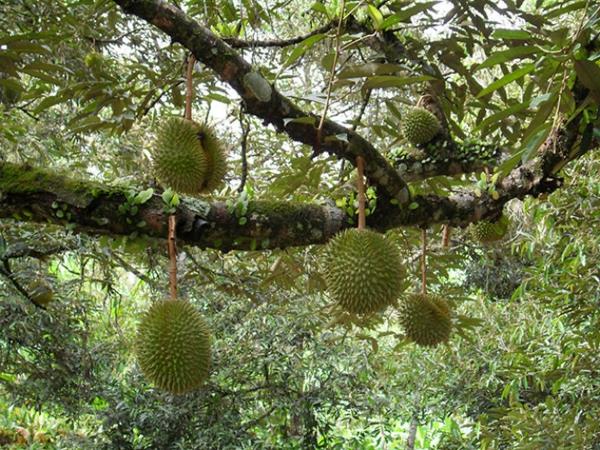 eksoottiset hedelmät durian haisevat hedelmät