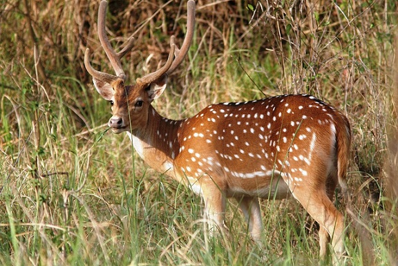 parker-i-chhattisgarh-sitanadi-dyreliv-fristed