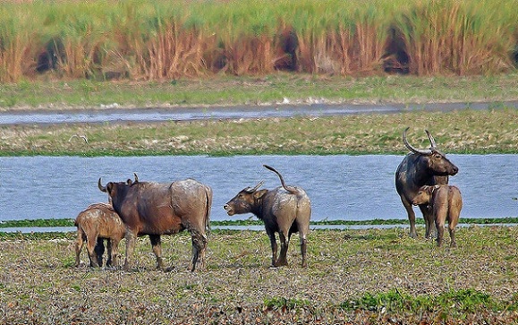 parks-in-chhattisgarh-udanti-szentély