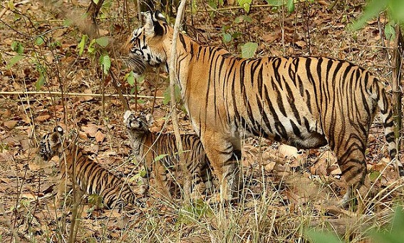 parker-i-chhattisgarh-indravati-nationalpark