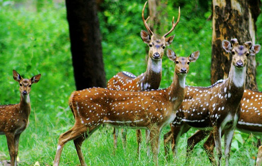 parkok Chhattisgarhban