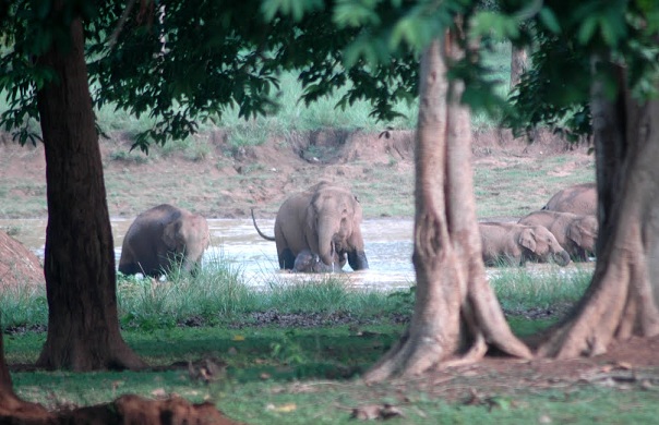 parker-i-jharkhand-betla-nationalpark