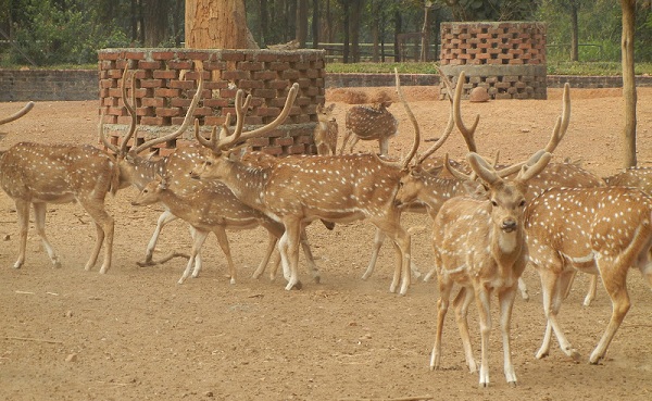 parker-i-jharkhand-ranchi-hjorte-park