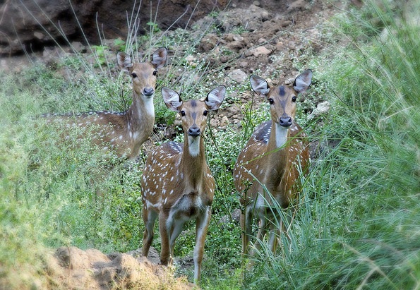 parker i jharkhand