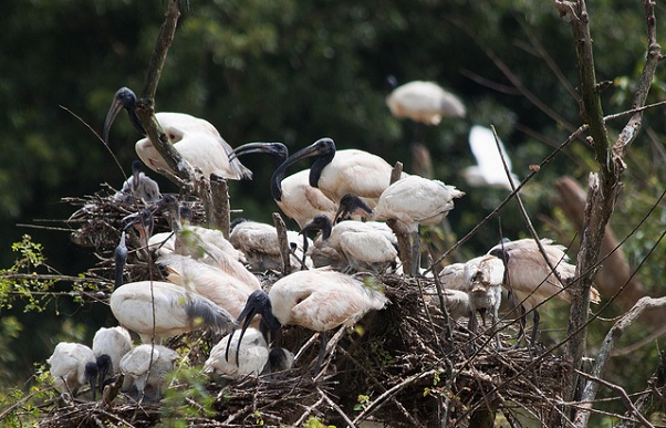 parks-in-karnataka_gudavi-madár-szentély