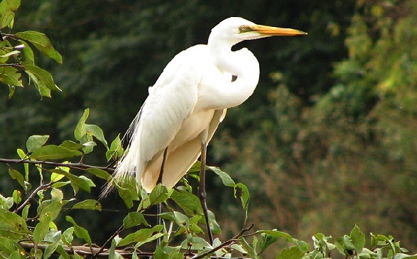 parks-in-karnataka_mandagadde-madár-szentély