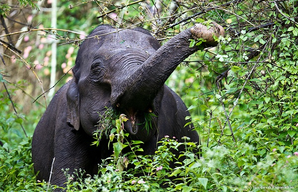 parkok Karnatakában