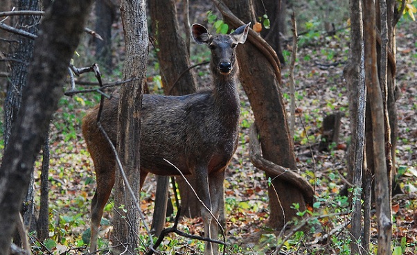 parkok-in-odisha-ushakothi-vadvilág-szentély