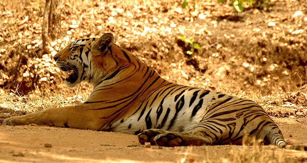 parker-i-odisha-simlipal-nationalpark