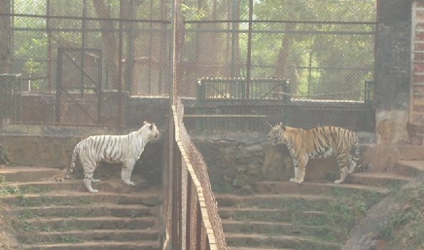 parkok Orissa -ban