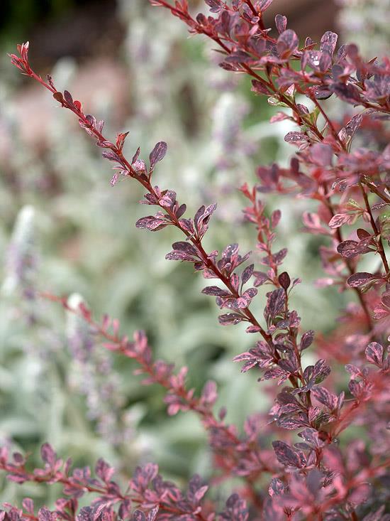 värikkäitä pensaita berberis thunbergii