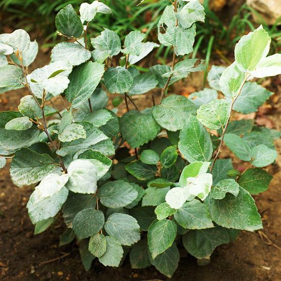 värikkäitä pensaita fothergilla major