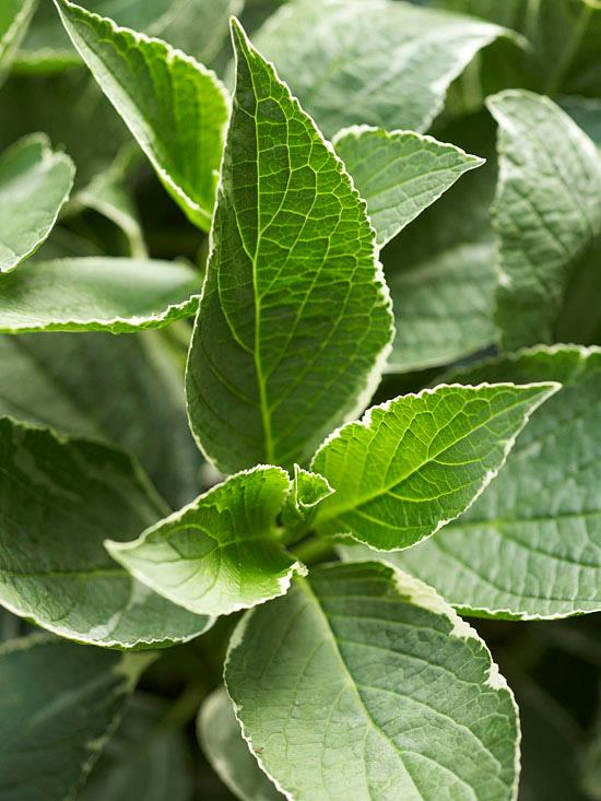 värikkäitä pensaita hydrangea macrophylla