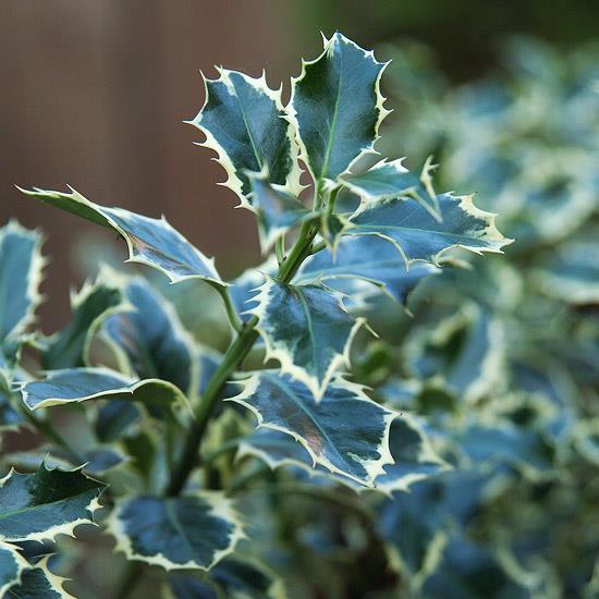 värikkäitä pensaita ilex aquifolium