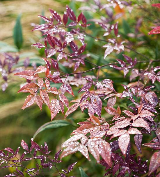 värikkäitä pensaita nandina monum