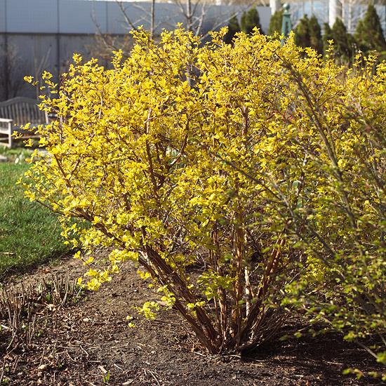 värikkäitä physocarpus -pensaita