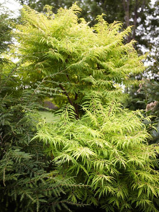 värikkäitä pensaita rhus typhina