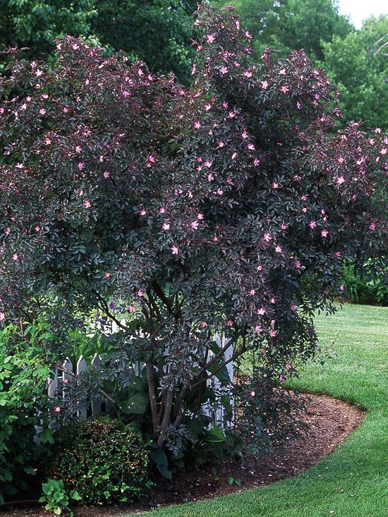 värikkäitä rosa glaucan pensaita