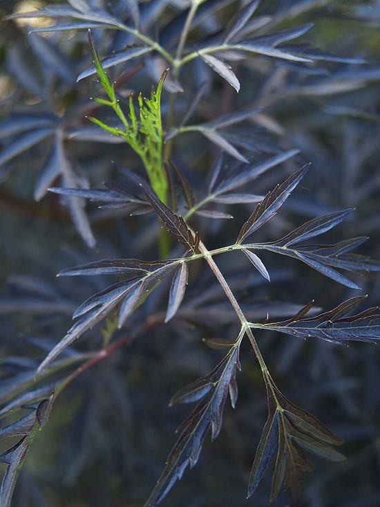 värikkäitä pensaita sambucus eva