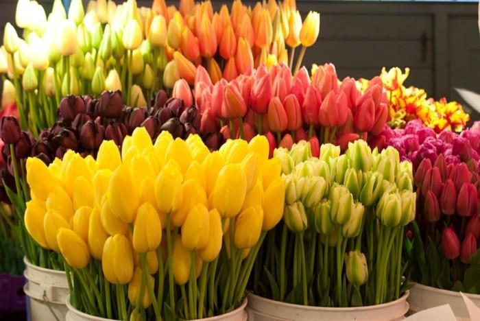 värikkäitä tulppaaneja kukkakaupassa