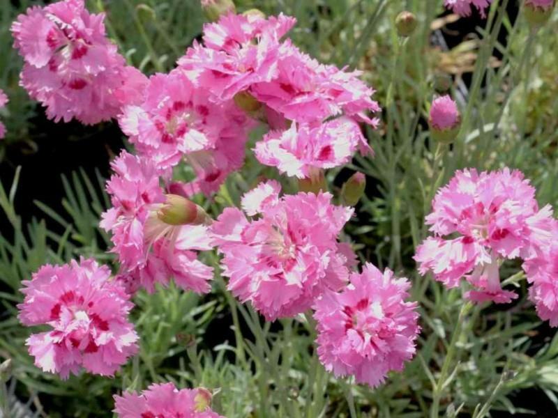 Neilikka vaaleanpunainen puutarha design kasvit kevätkukkia